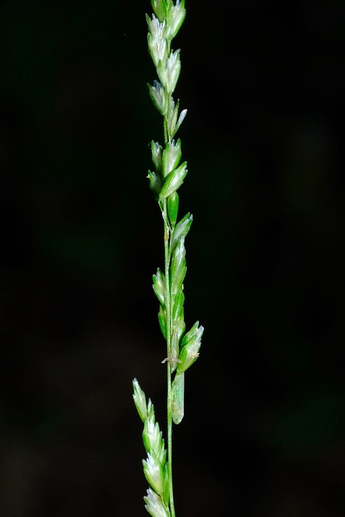 Bayou wedgegrass (Sphenopholis longiflora)