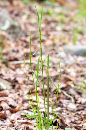 Shiny wedgegrass (Sphenopholis nitida)