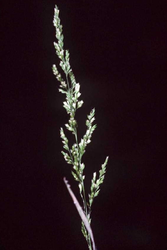 Prairie wedgescale (Sphenopholis obtusata)