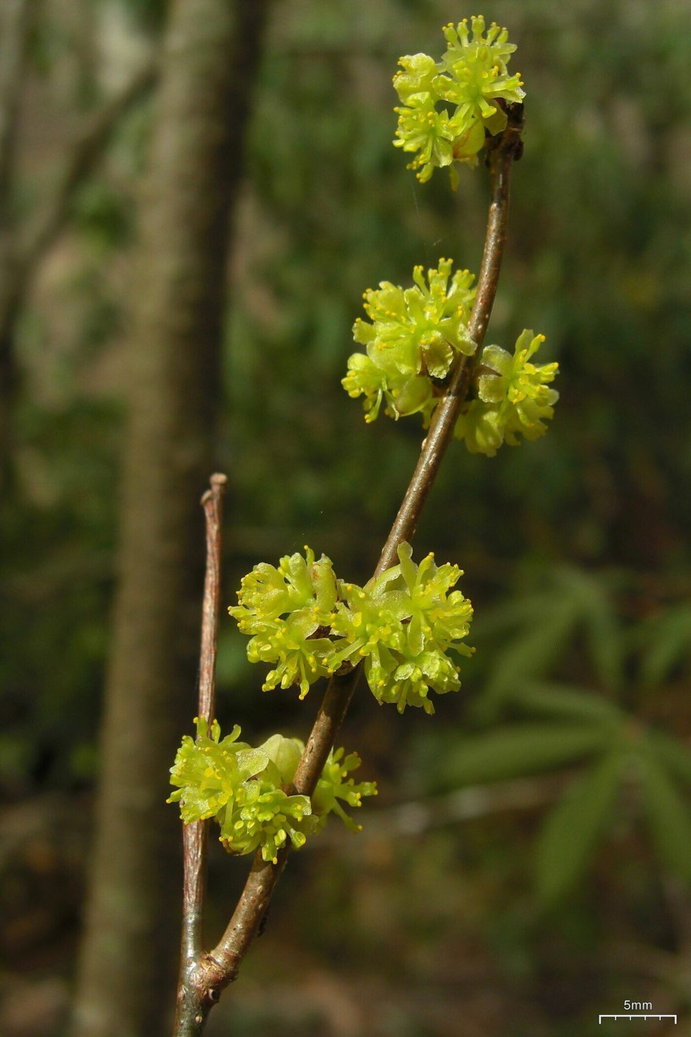 Spicebush (Lindera benzoin)