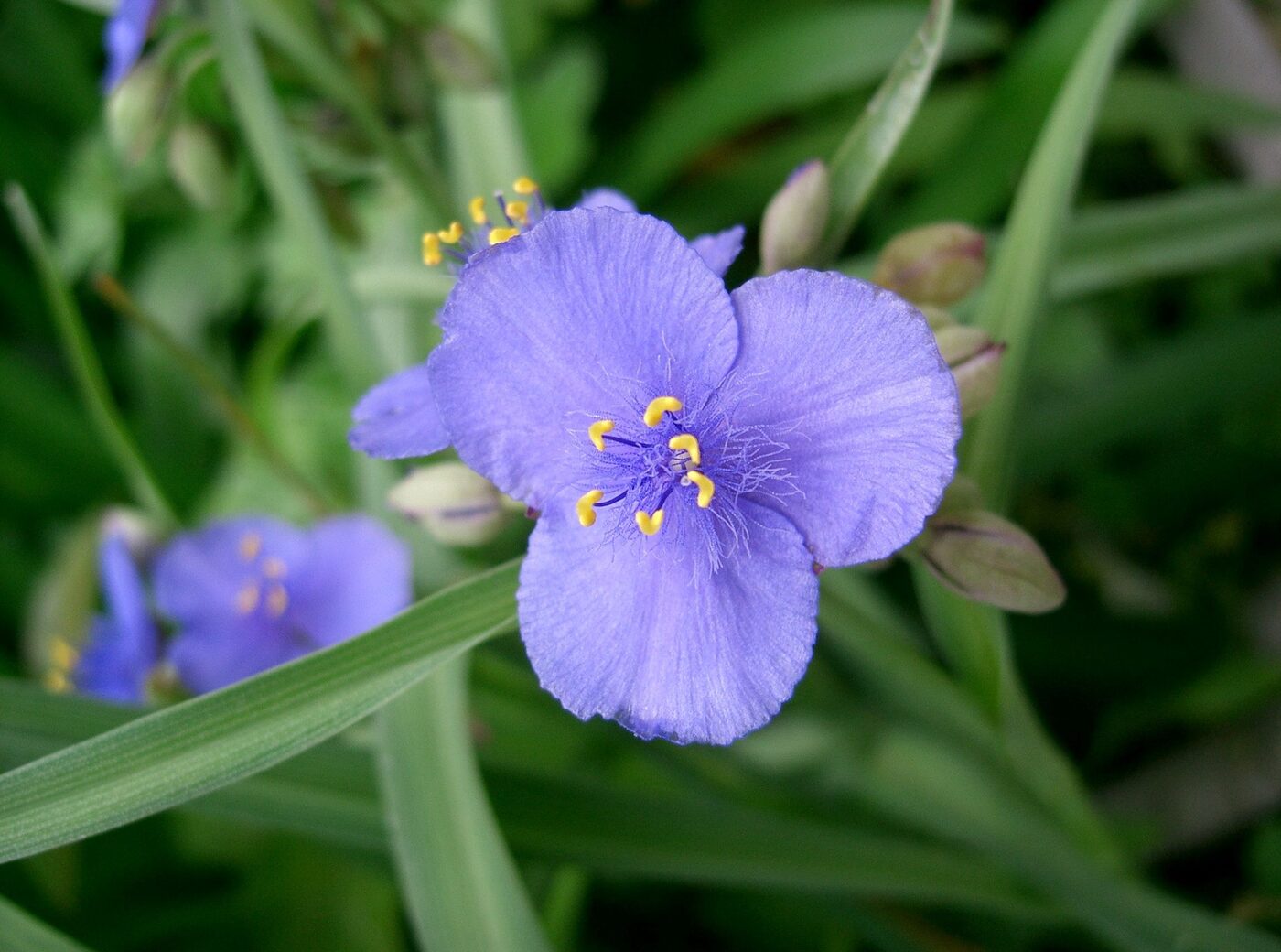 Ohio Spiderwort (Tradescantia ohiensis) in bloom &mdash; three-petaled violet-blue flowers above arching grass-like leaves