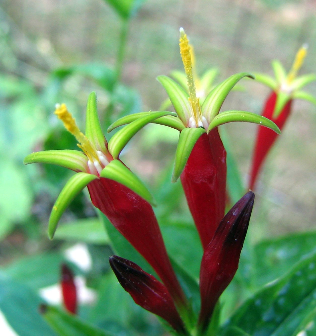 Woodland pinkroot (Spigelia marilandica)