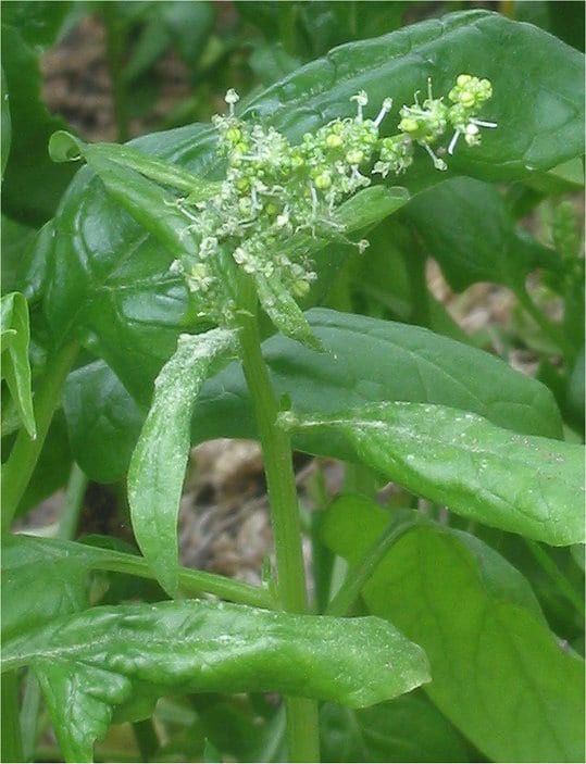 Spinach (Spinacia oleracea)