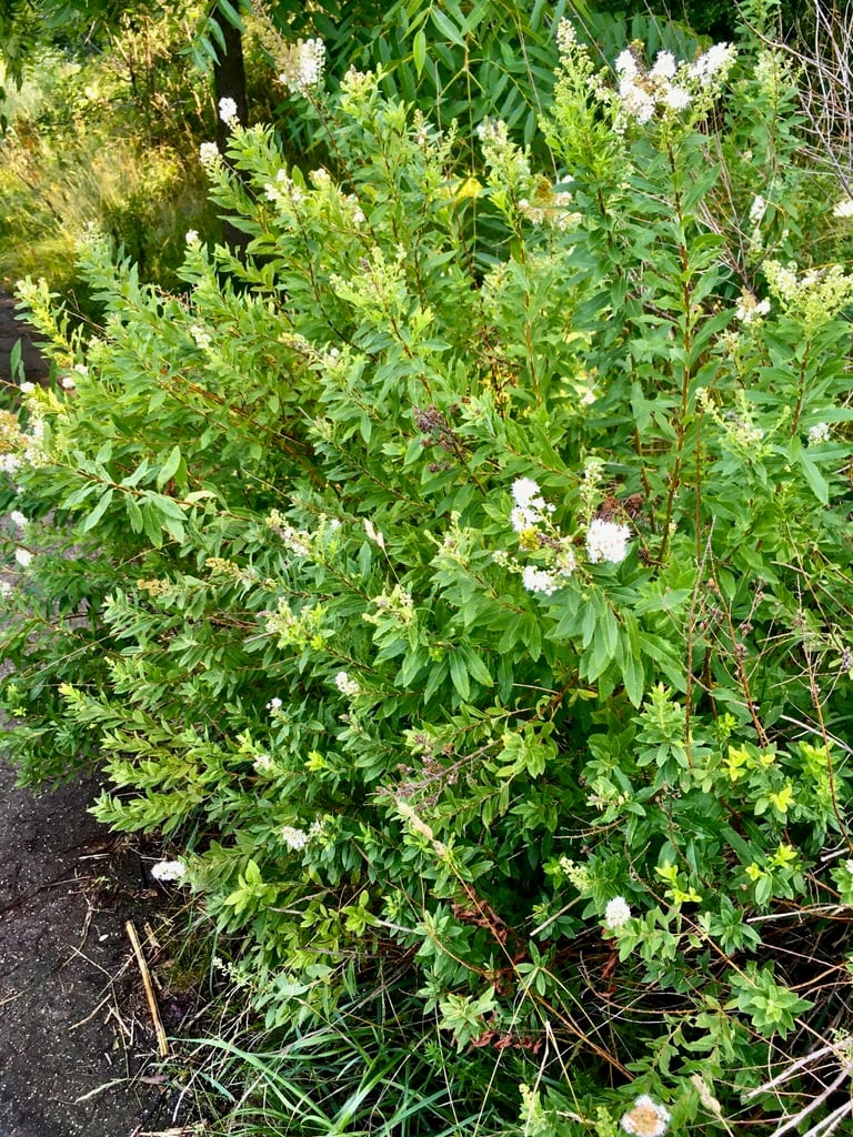 White meadowsweet (Spiraea alba var. alba)