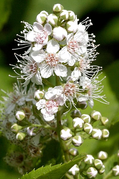 White meadowsweet (Spiraea alba)