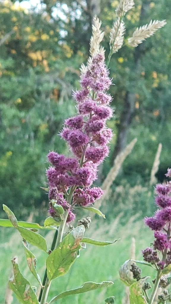 Rose spirea (Spiraea douglasii var. douglasii)