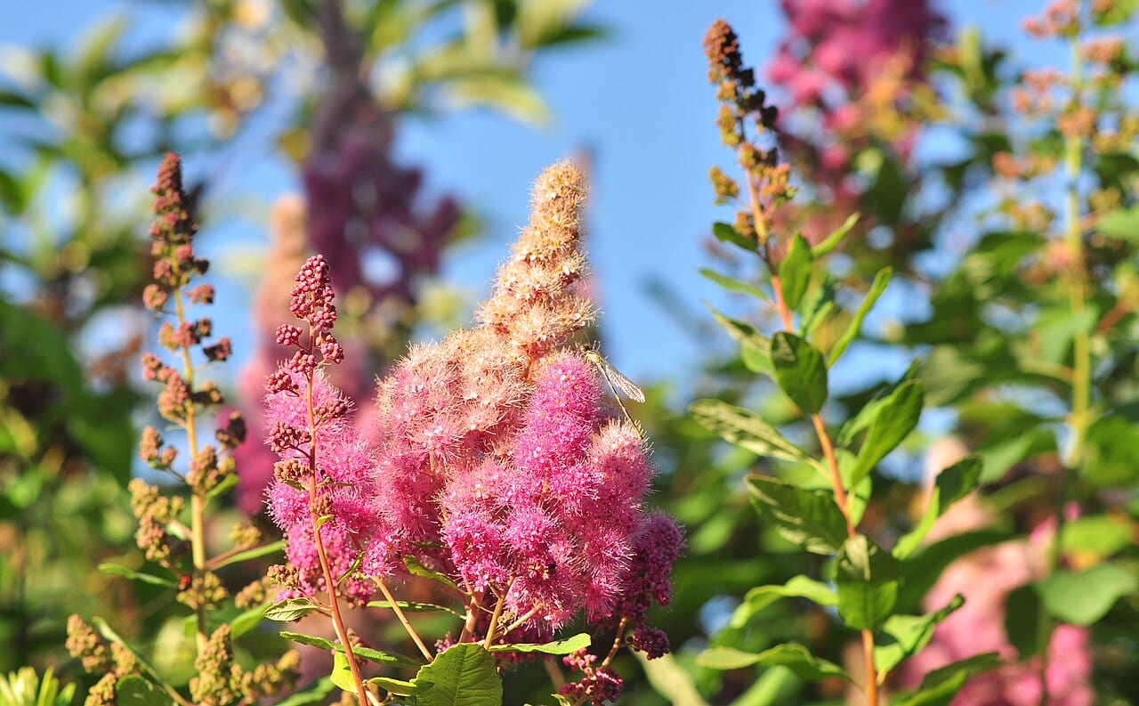 Rose spirea (Spiraea douglasii)