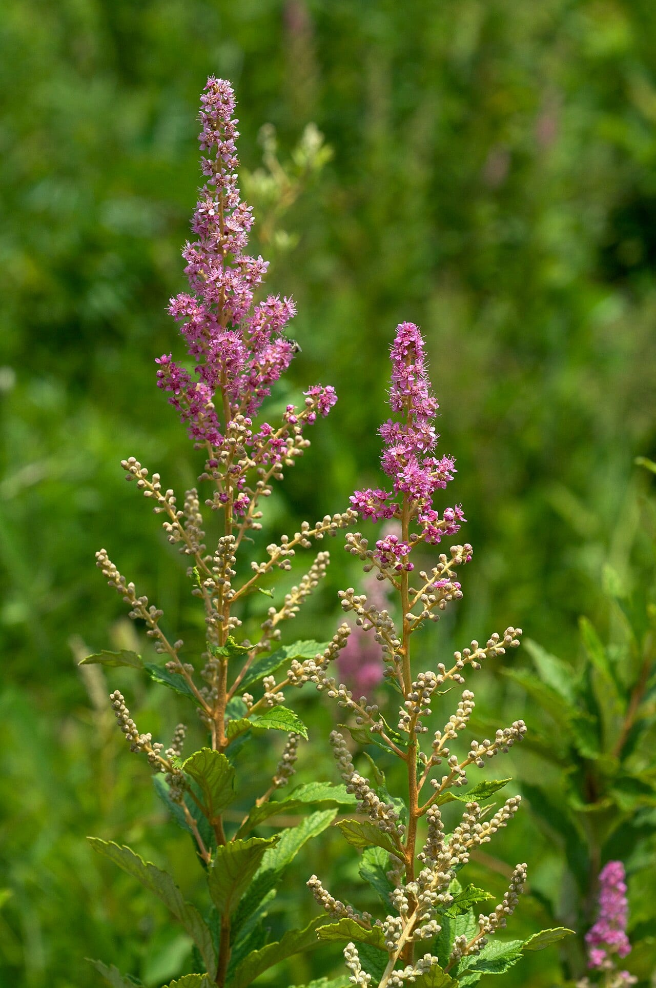 Steeplebush (Spiraea tomentosa)