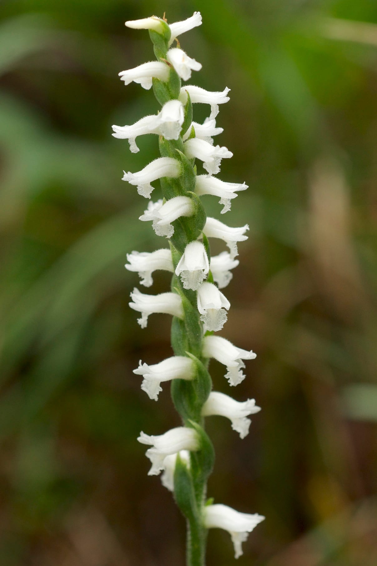 Nodding ladies'-tresses (Spiranthes cernua)