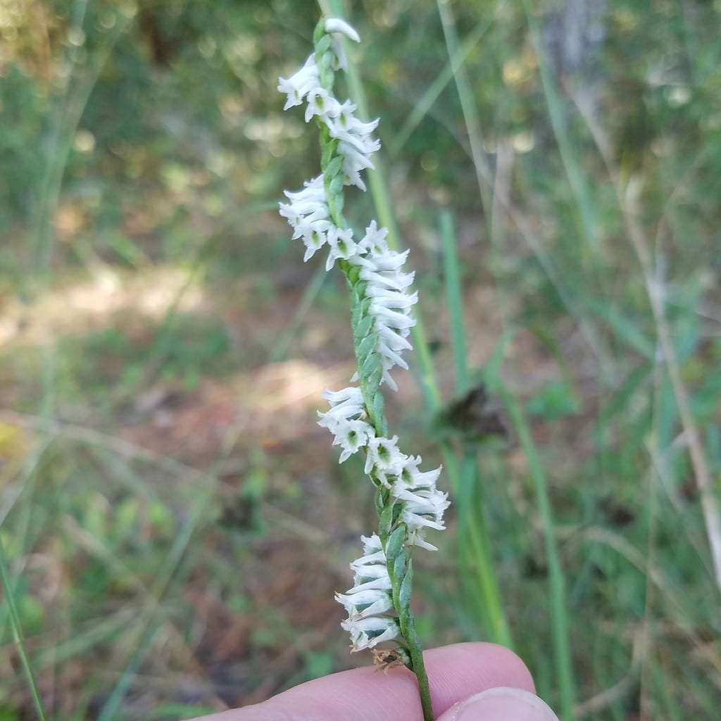 Northern slender ladies'-tresses (Spiranthes lacera var. lacera)