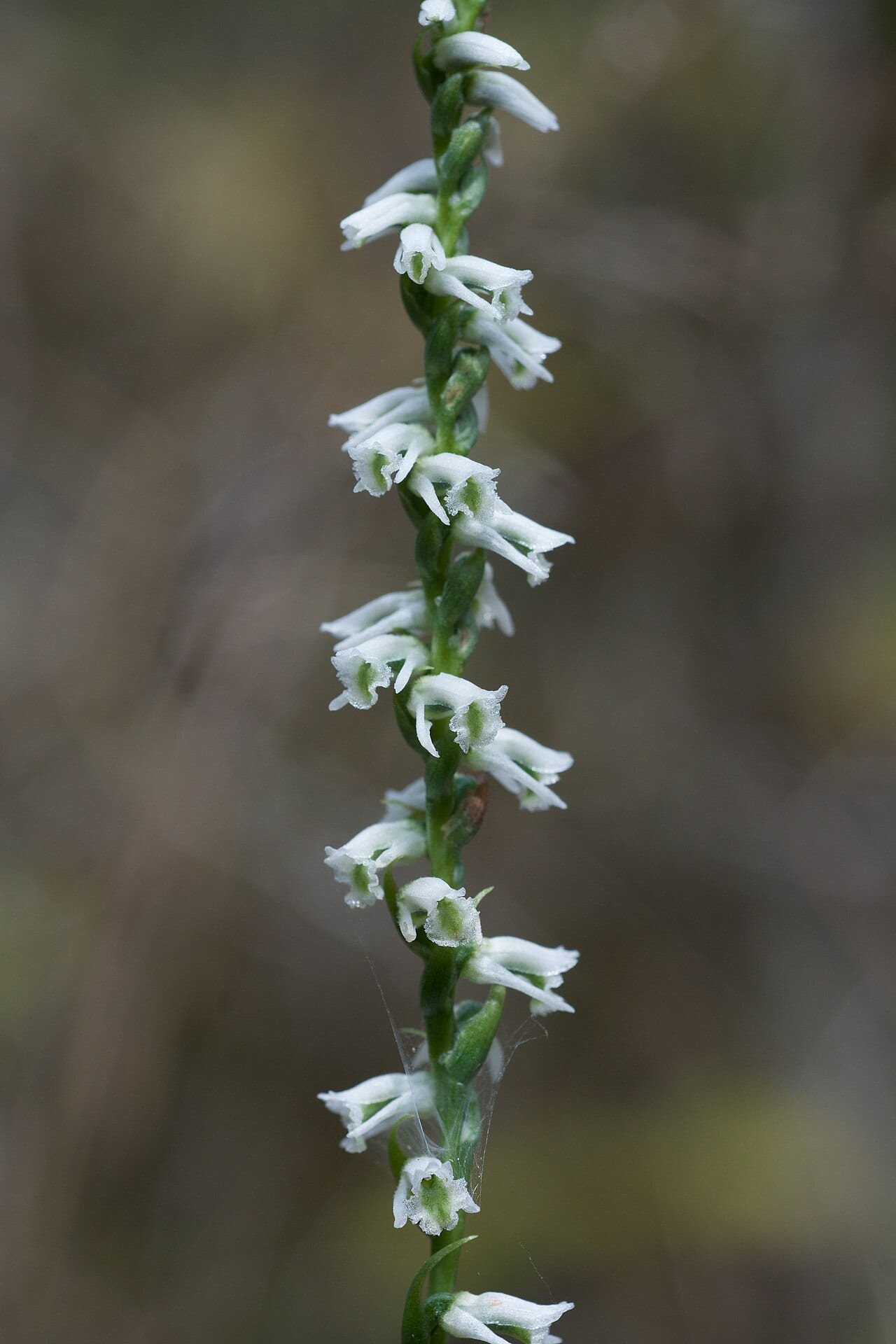 Northern slender ladies'-tresses (Spiranthes lacera)