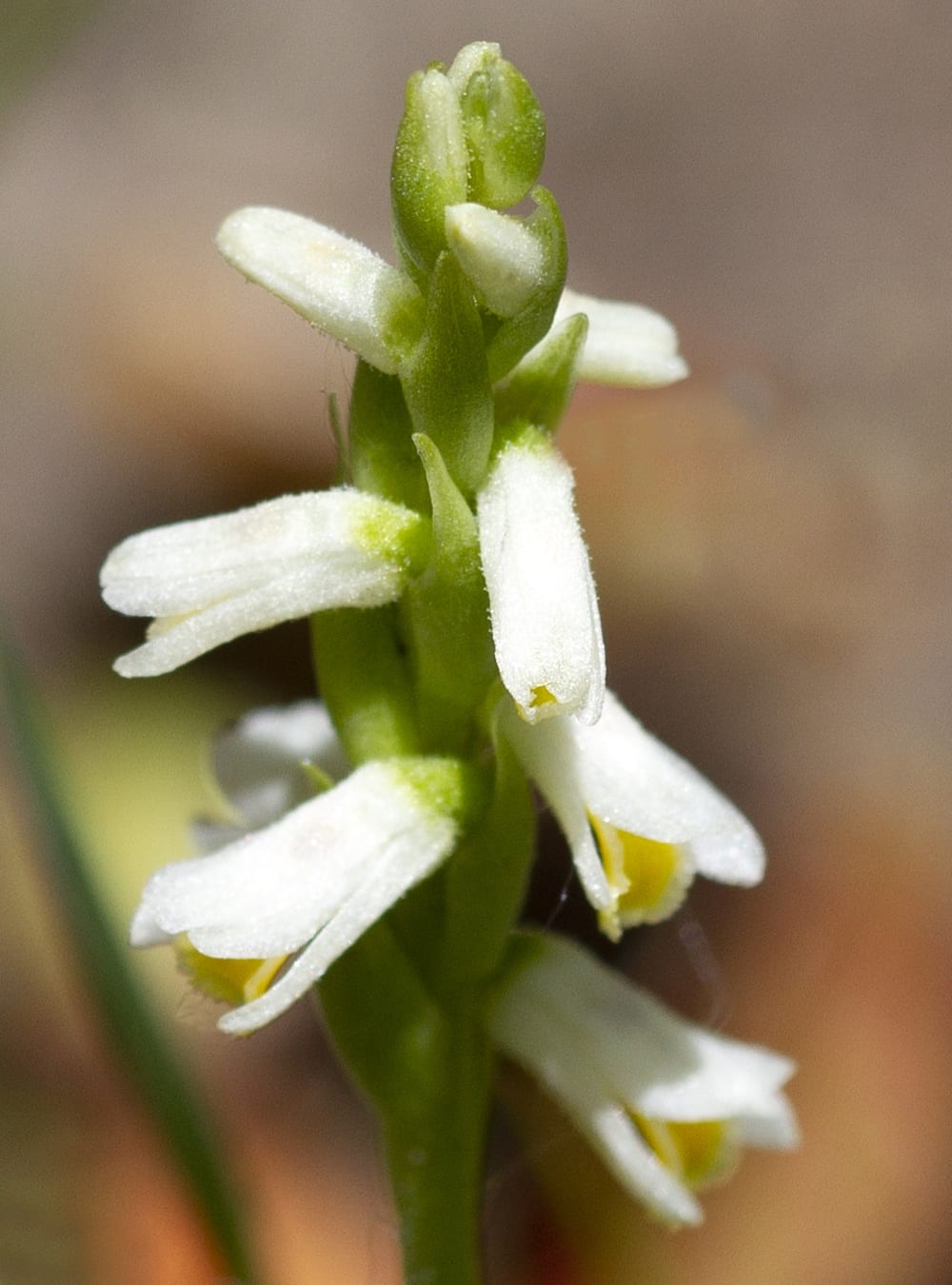 Shining ladies'-tresses (Spiranthes lucida)
