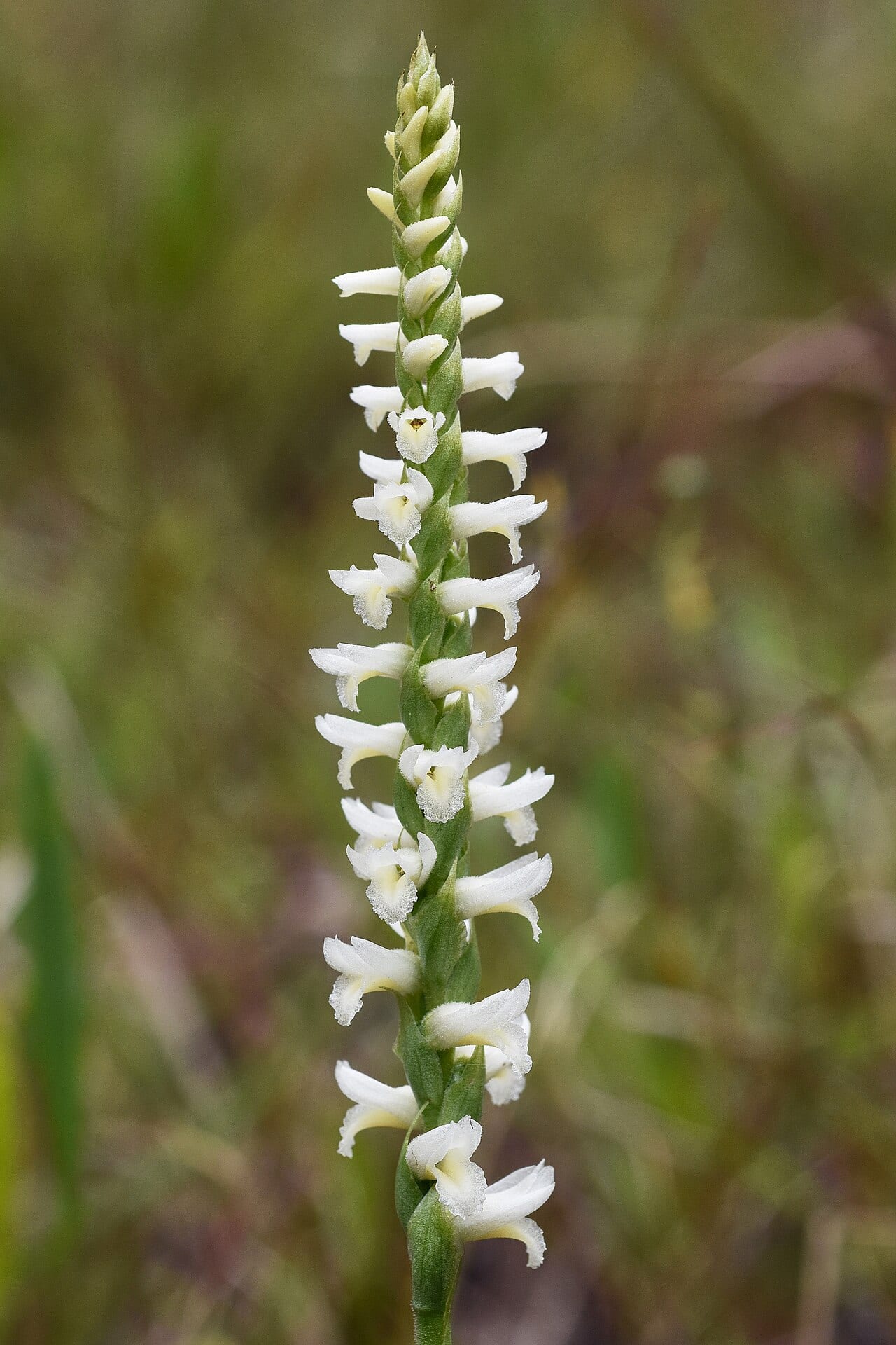 Great plains ladies'-tresses (Spiranthes magnicamporum)