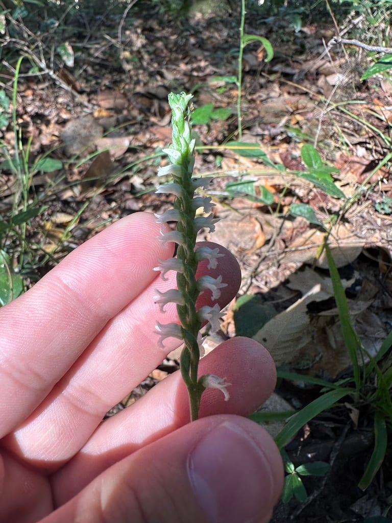October ladies'-tresses (Spiranthes ovalis var. erostellata)