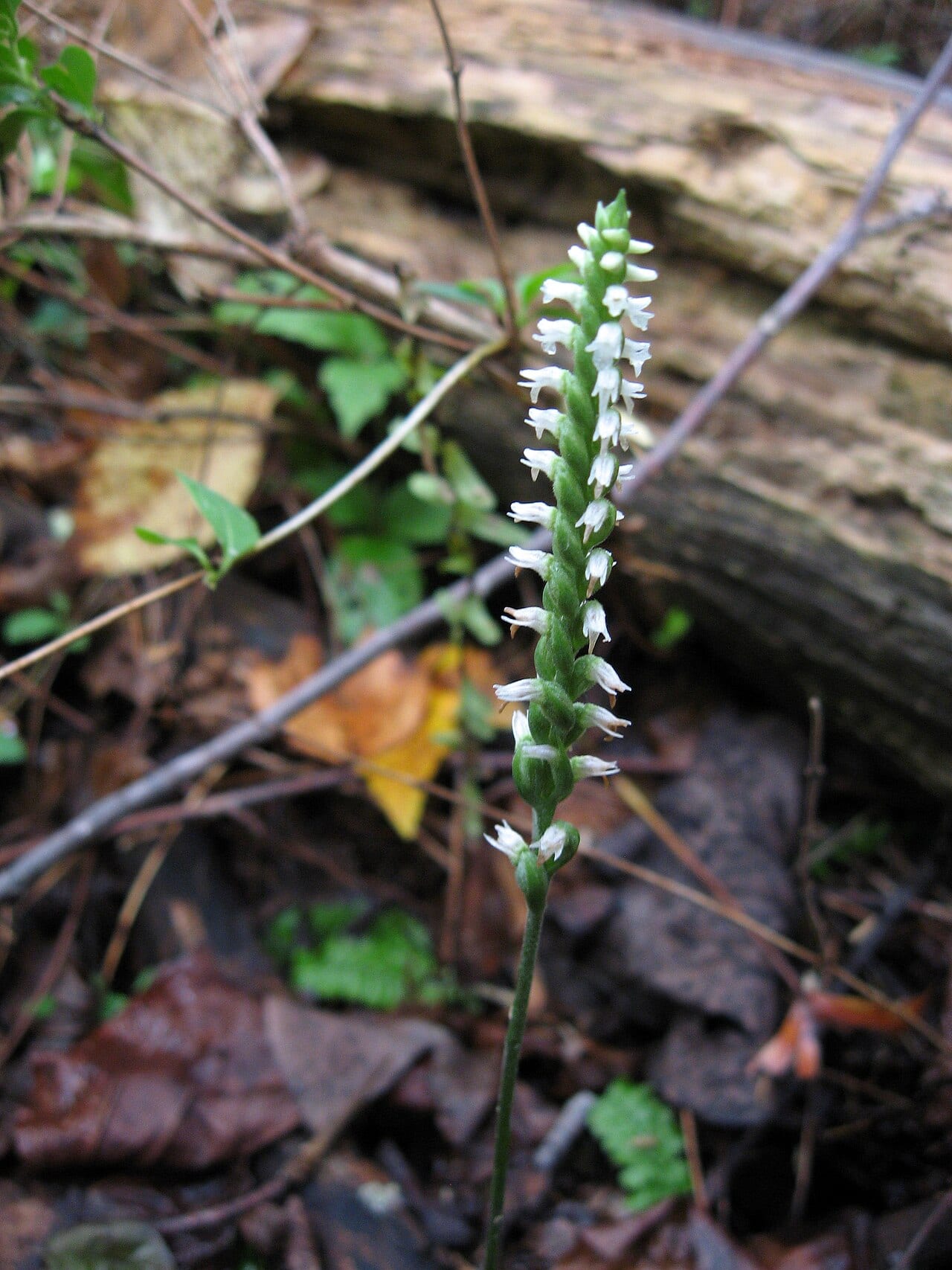 October ladies'-tresses (Spiranthes ovalis)