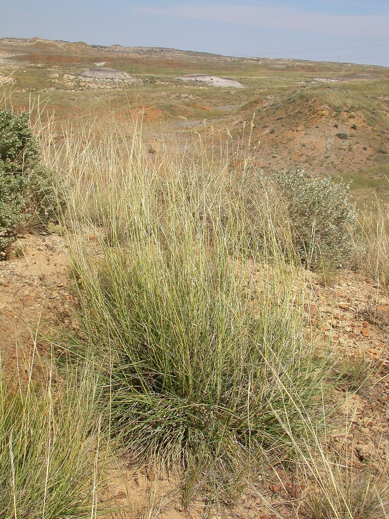 Alkali sacaton (Sporobolus airoides)
