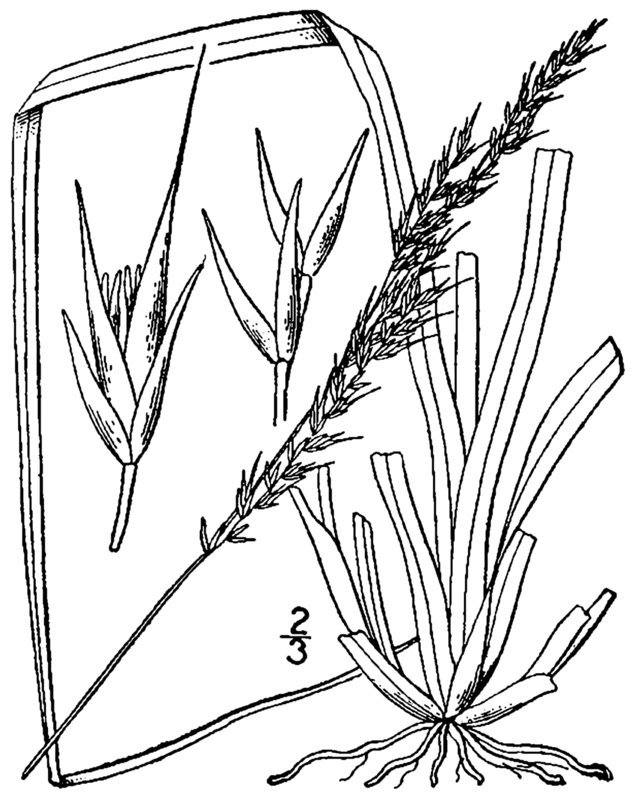 Hidden dropseed (Sporobolus clandestinus)