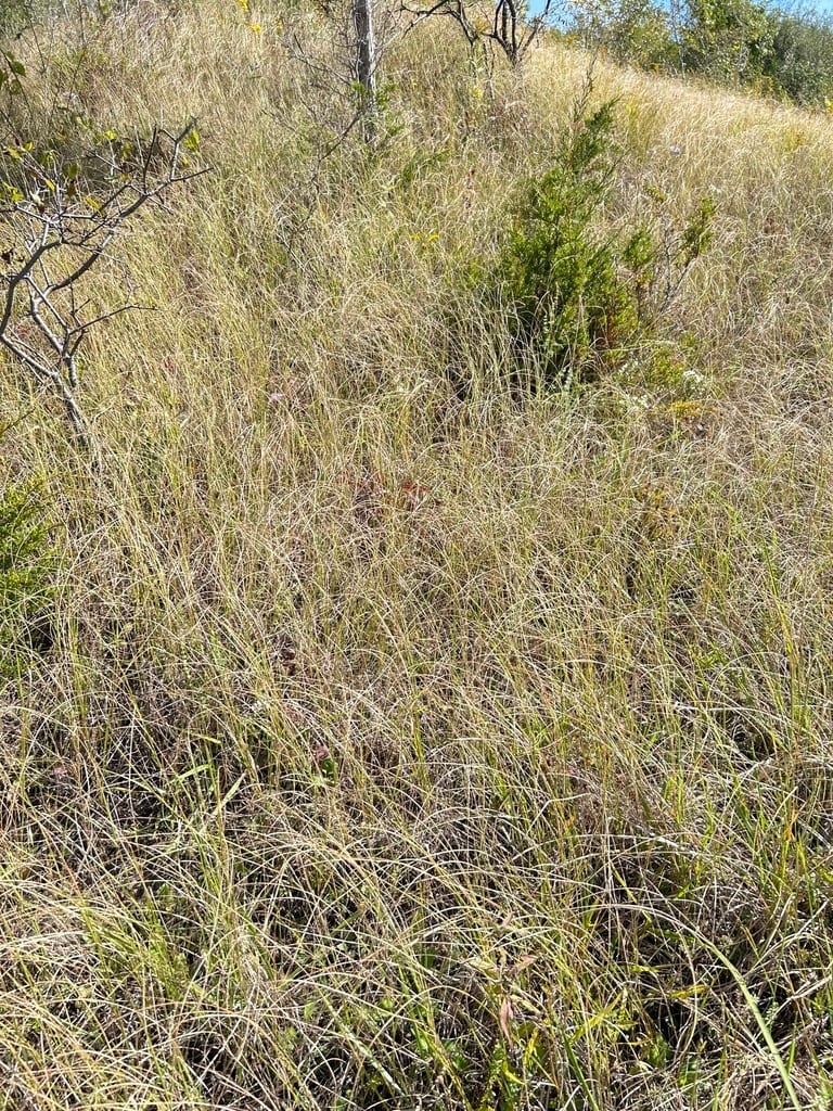Composite dropseed (Sporobolus compositus var. macer)