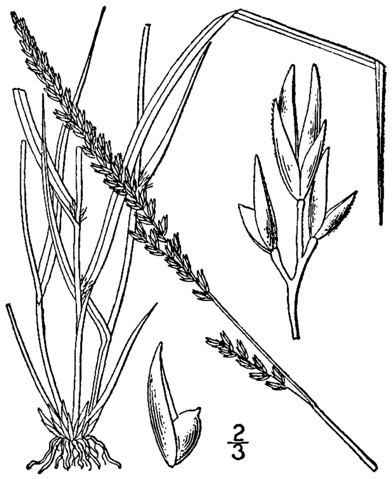 Tall dropseed (Sporobolus compositus)