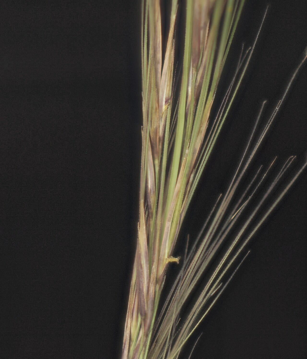 Narrow-spike dropseed (Sporobolus contractus)