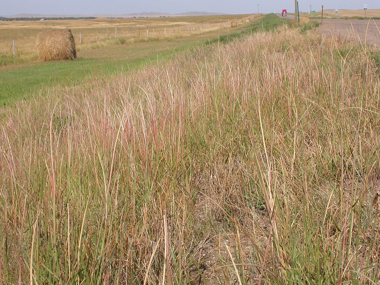Sand dropseed (Sporobolus cryptandrus)
