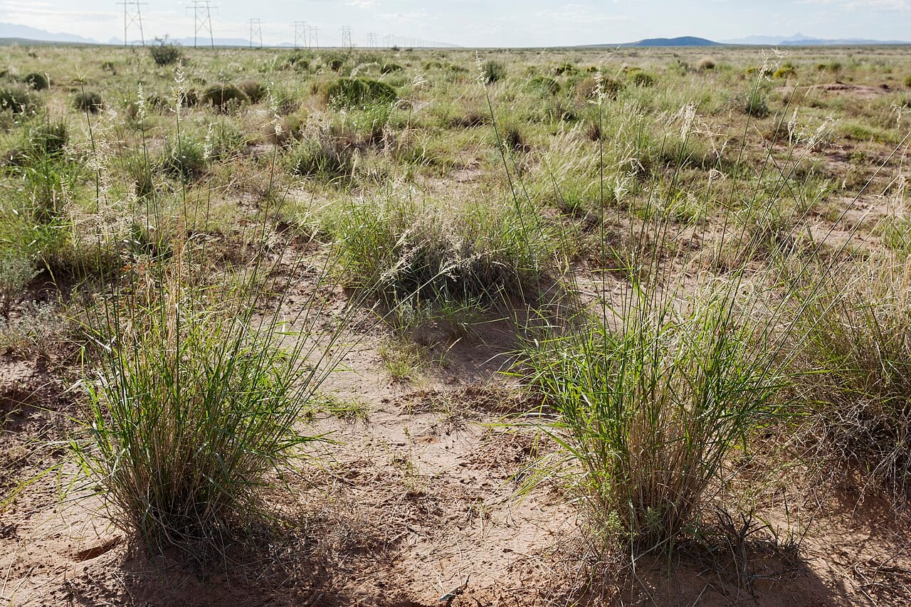 Mesa dropseed (Sporobolus flexuosus)