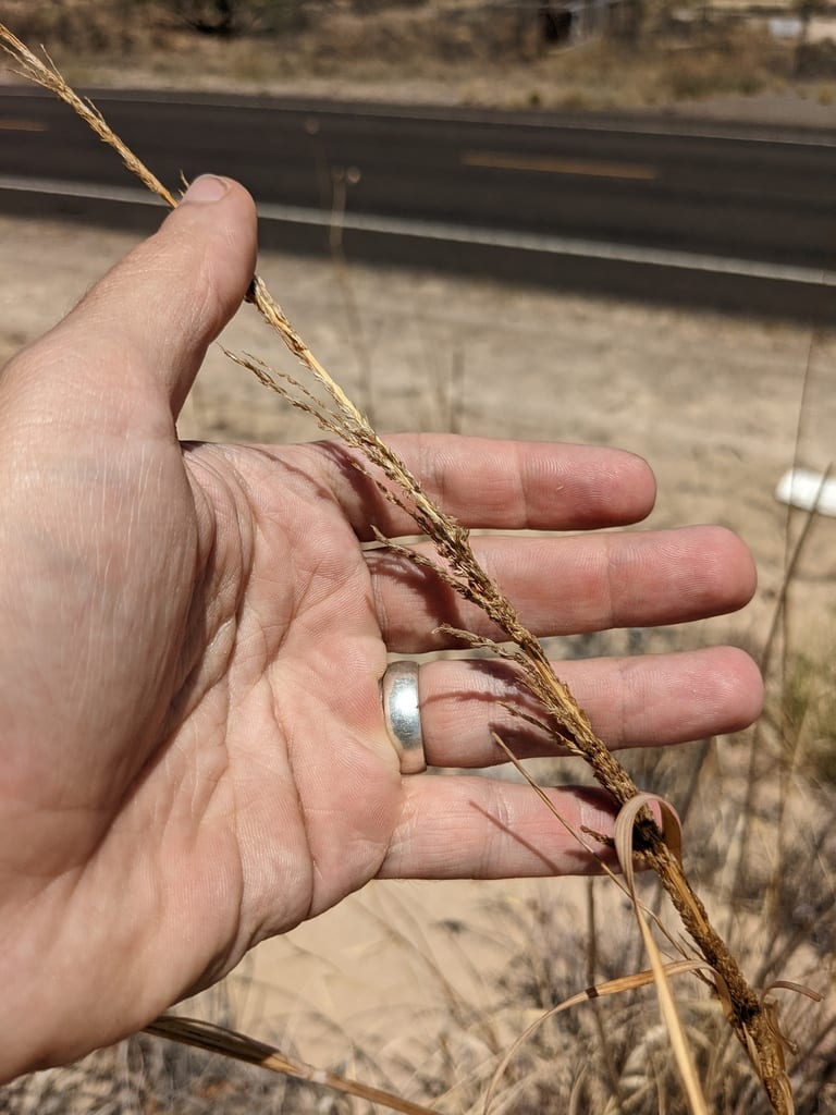 Giant dropseed (Sporobolus giganteus)