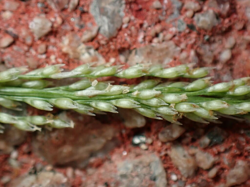 Smut grass (Sporobolus indicus var. indicus)
