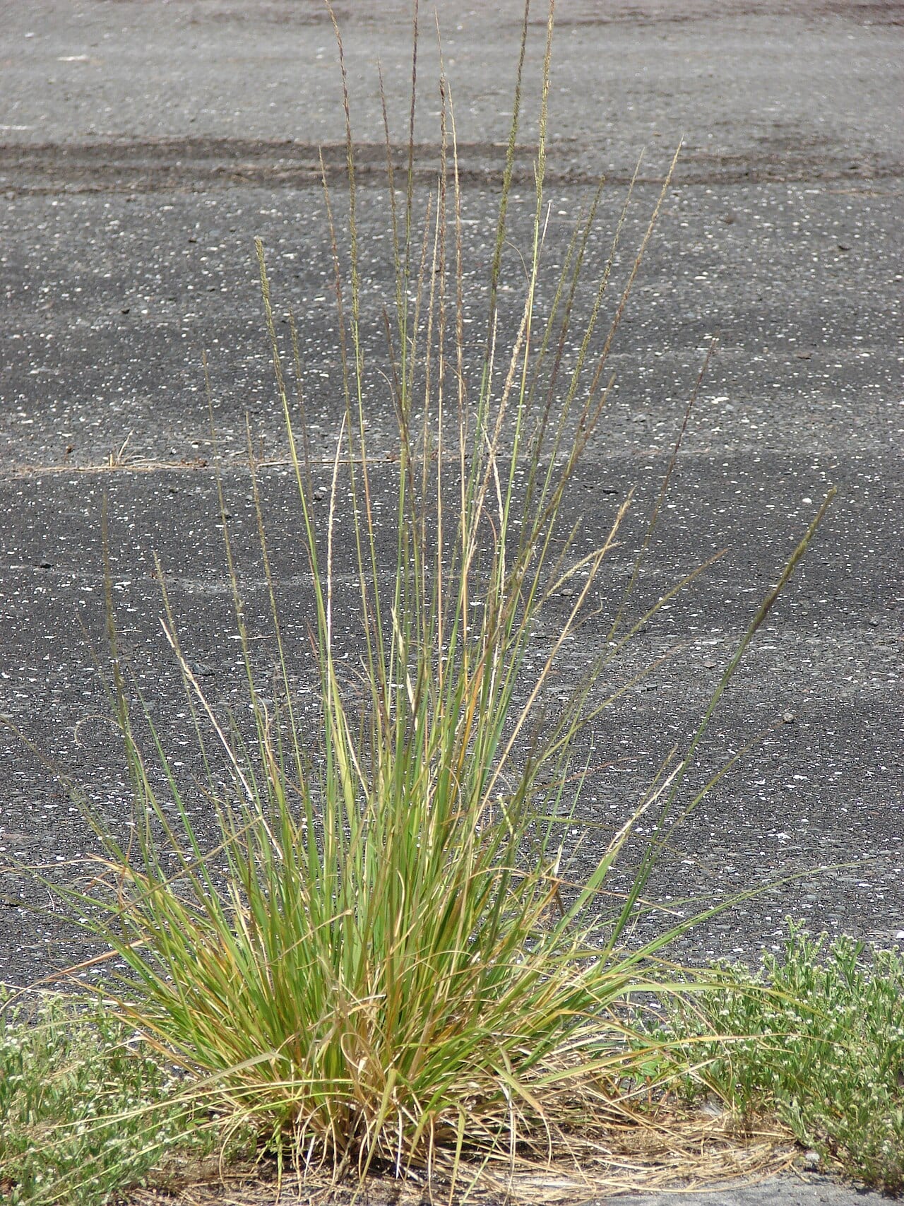Smut grass (Sporobolus indicus)