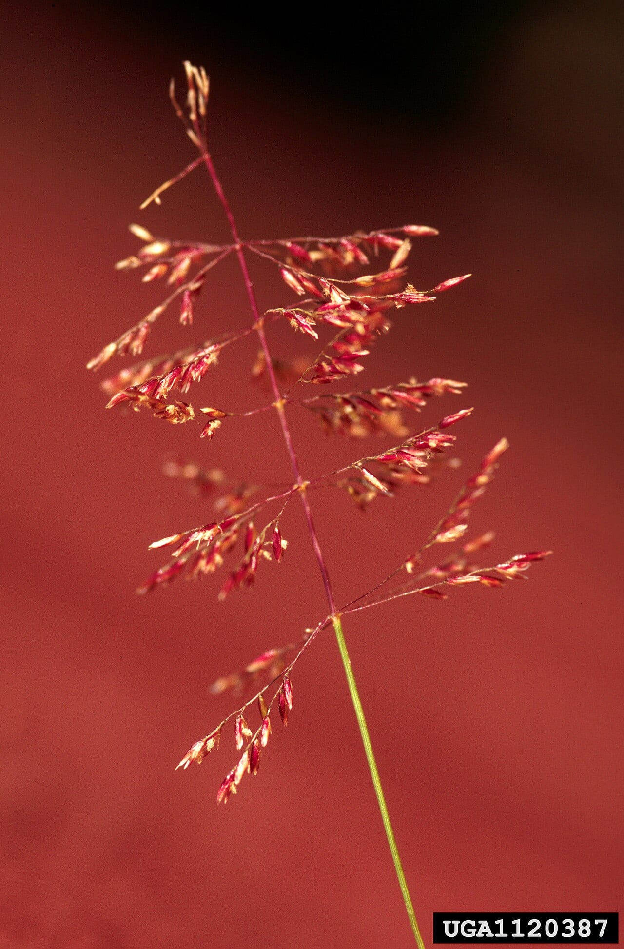 Pineywoods dropseed (Sporobolus junceus)
