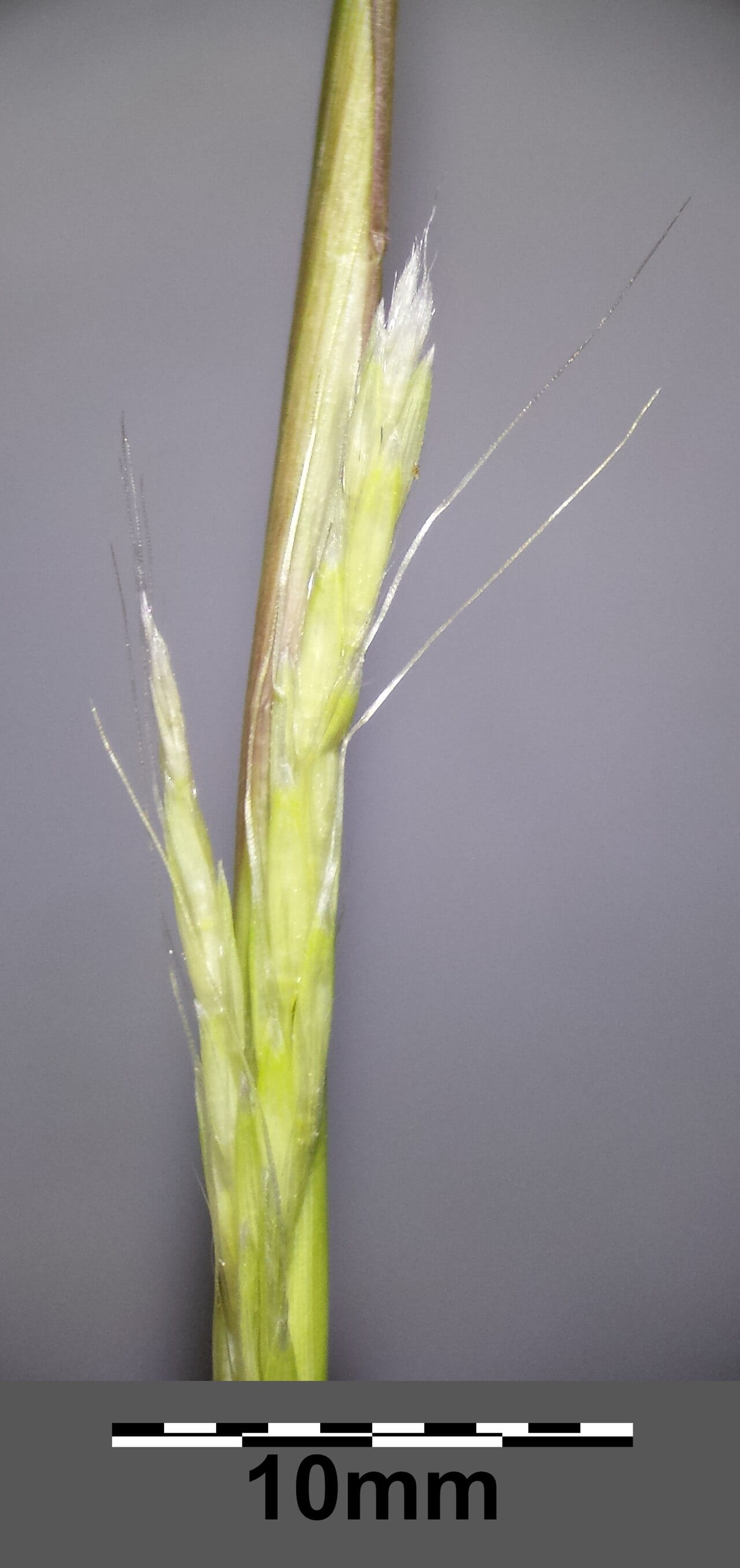 Puffsheath dropseed (Sporobolus neglectus)
