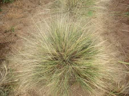Texas dropseed (Sporobolus texanus)