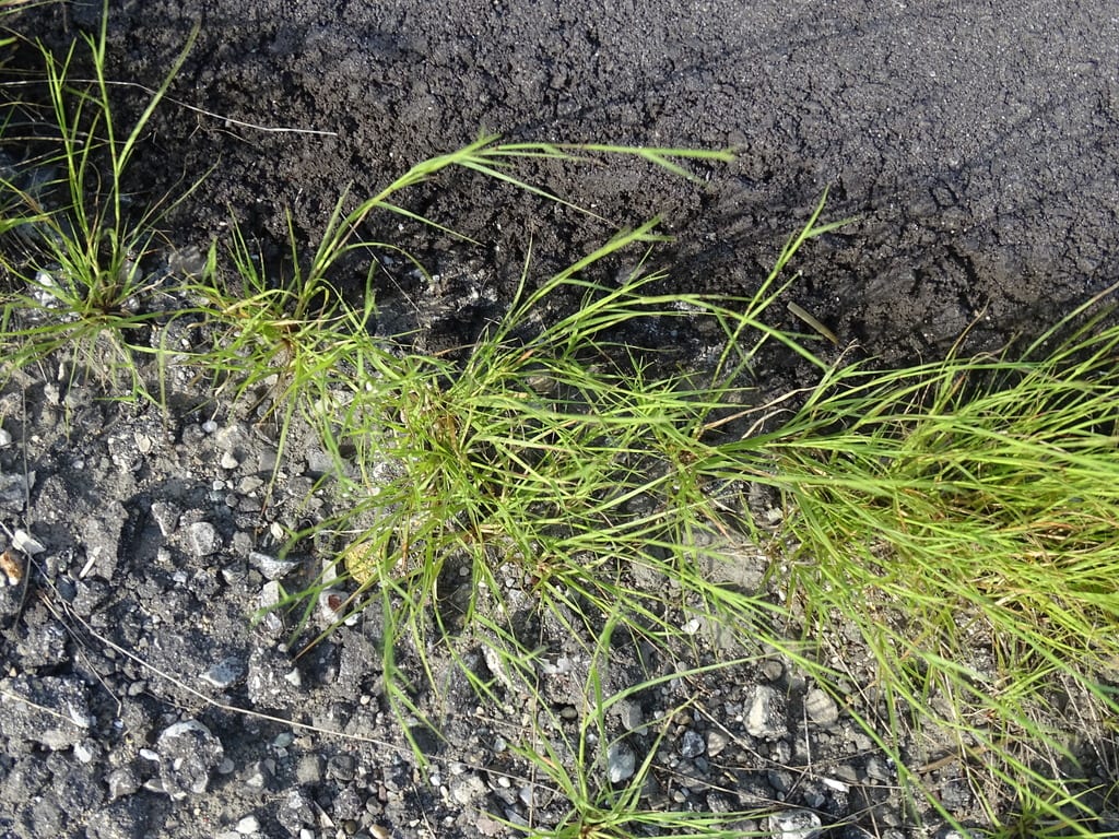 Ozark dropseed (Sporobolus vaginiflorus var. ozarkanus)