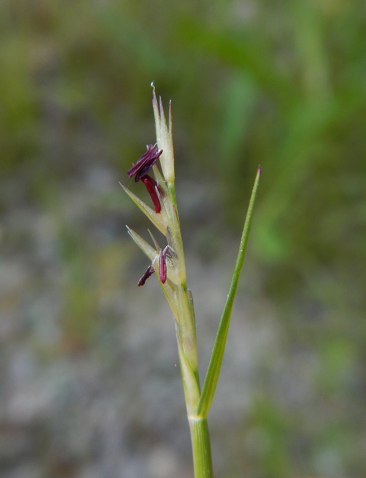 Poverty dropseed (Sporobolus vaginiflorus)