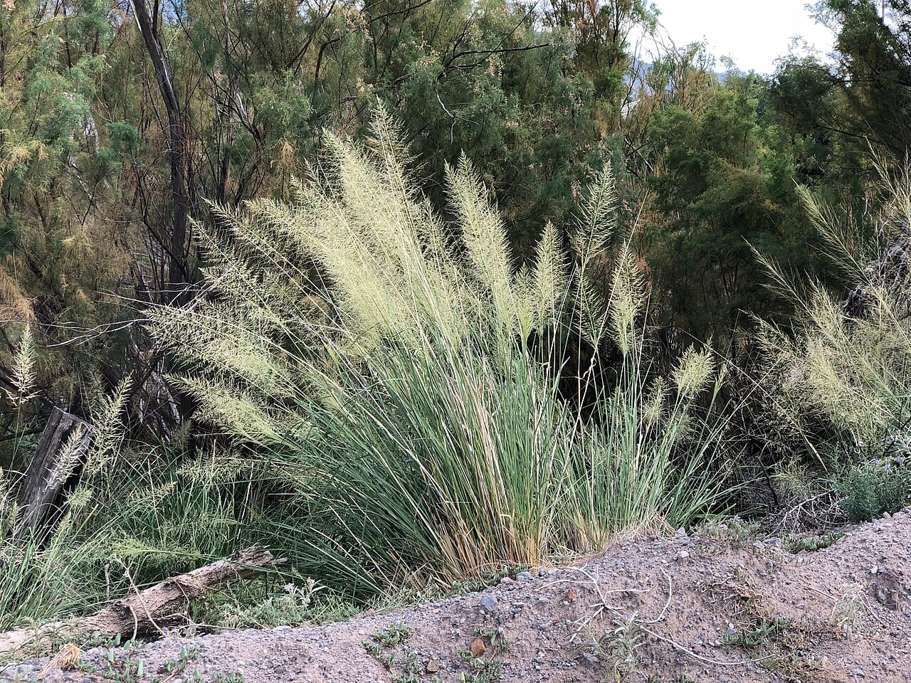 Big sacaton (Sporobolus wrightii)