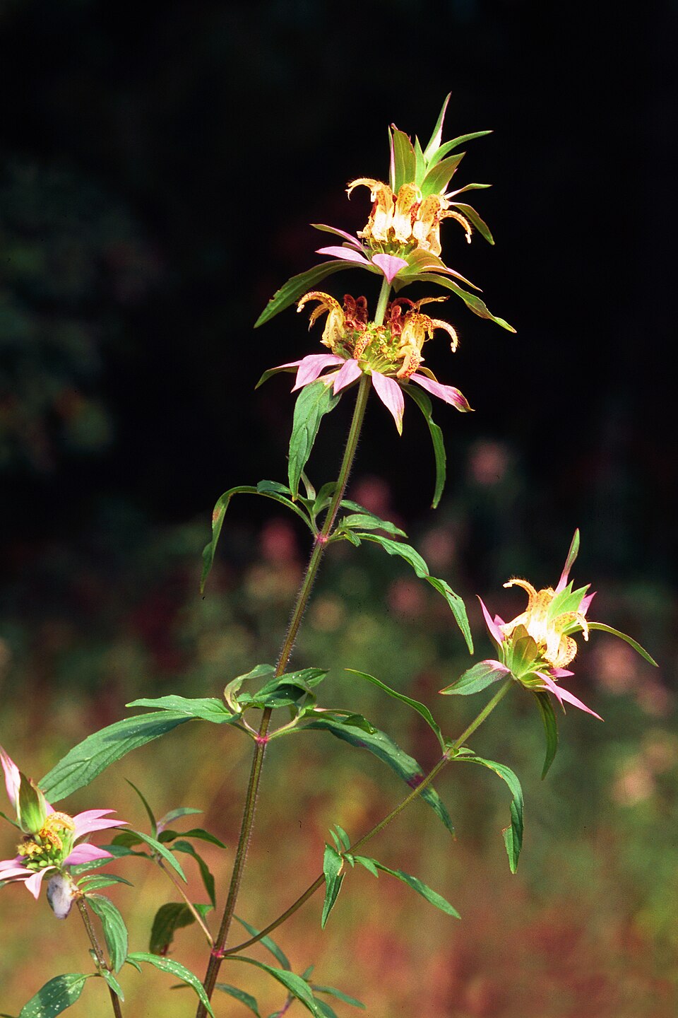 Spotted Beebalm (Monarda punctata) with tiered whorls of yellow purple-spotted flowers and pink bracts