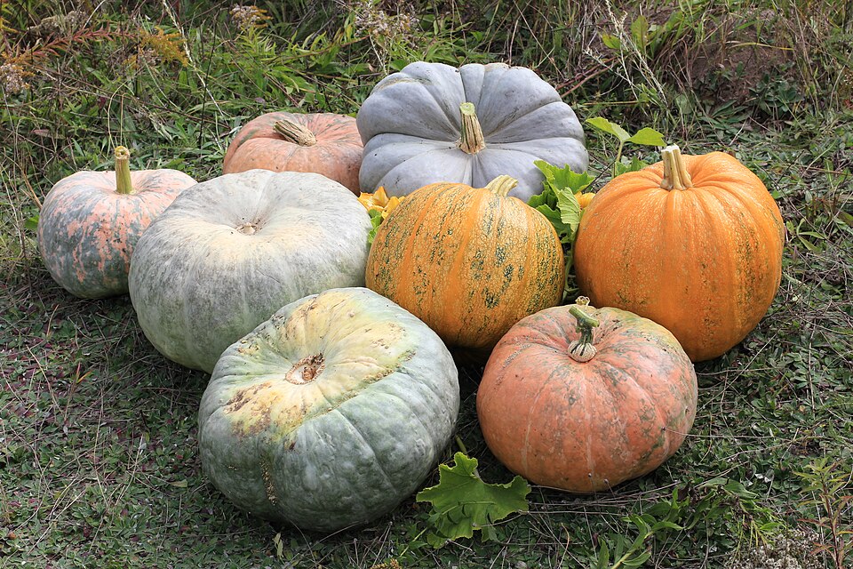 Cucurbita maxima — winter squash on the vine