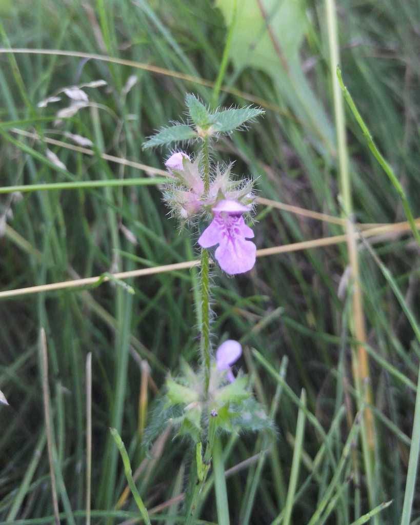 Hyssopleaf hedgenettle (Stachys aspera)