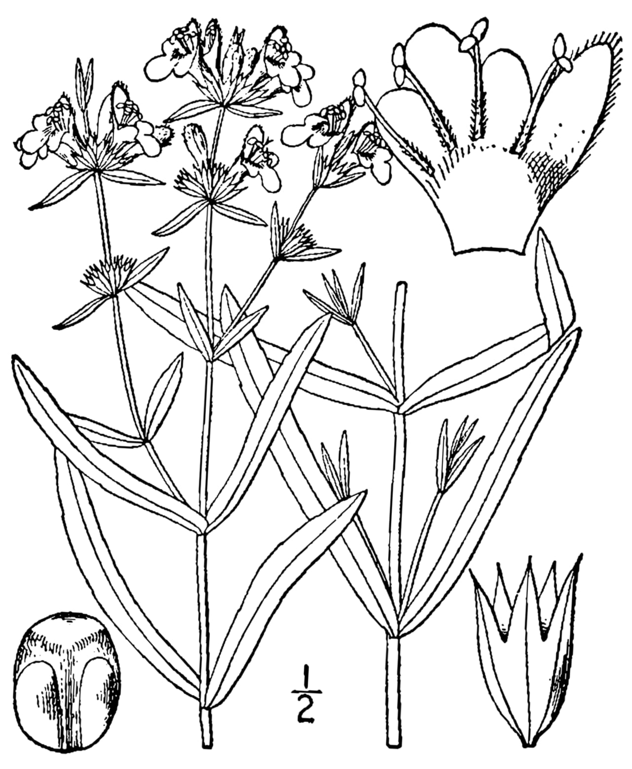 Hyssopleaf hedgenettle (Stachys hyssopifolia)
