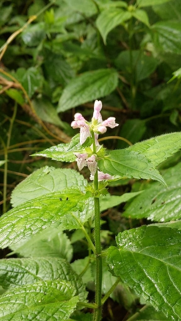 Broadtooth hedgenettle (Stachys latidens)