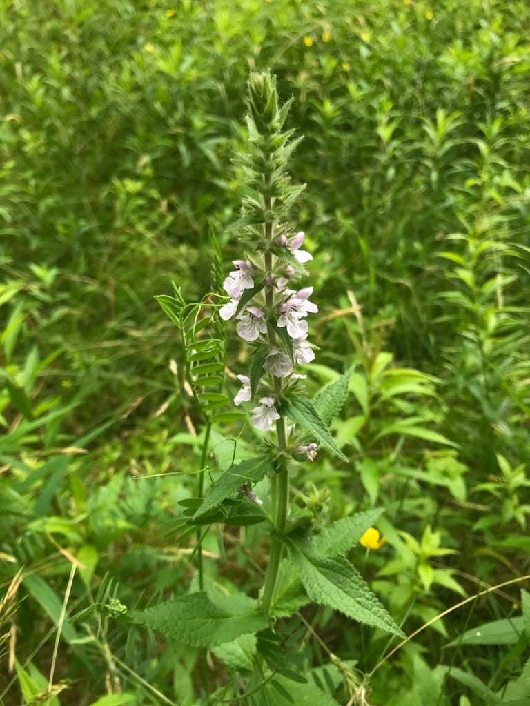 Hairy hedgenettle (Stachys pilosa)