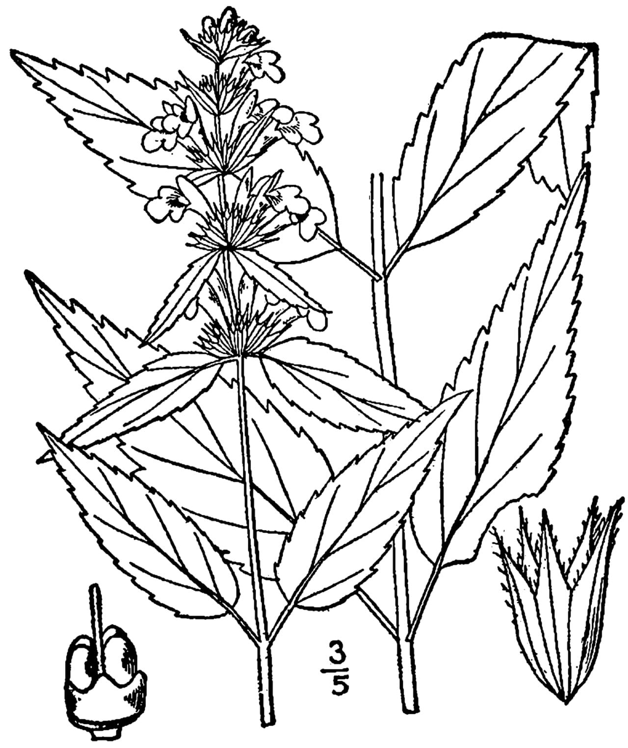 Smooth hedgenettle (Stachys tenuifolia)