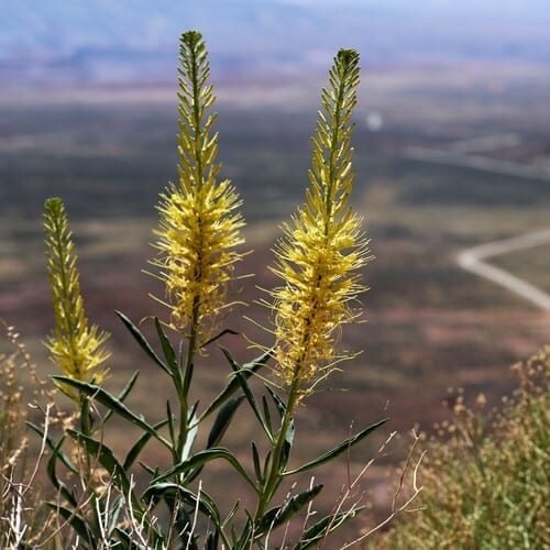 Golden princesplume (Stanleya pinnata var. integrifolia)