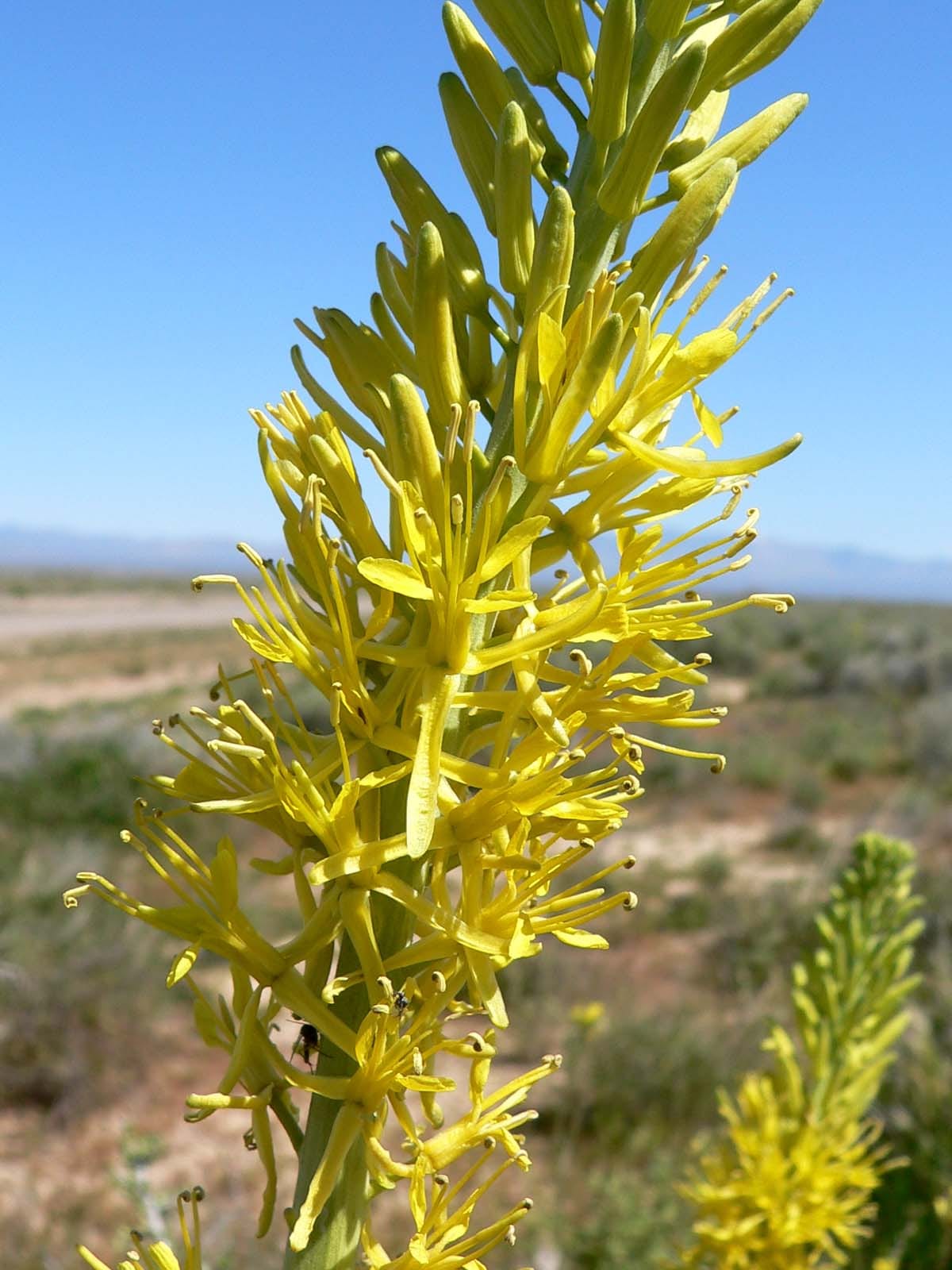 Desert princes' plume (Stanleya pinnata)