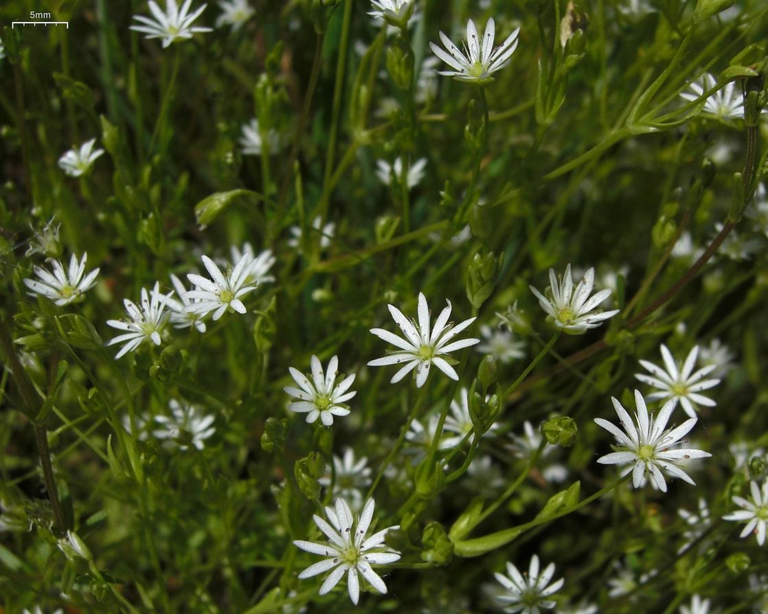 Longleaf starwort (Stellaria longifolia)