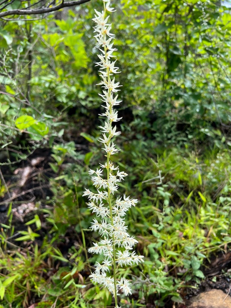 Eastern featherbells (Stenanthium gramineum var. gramineum)