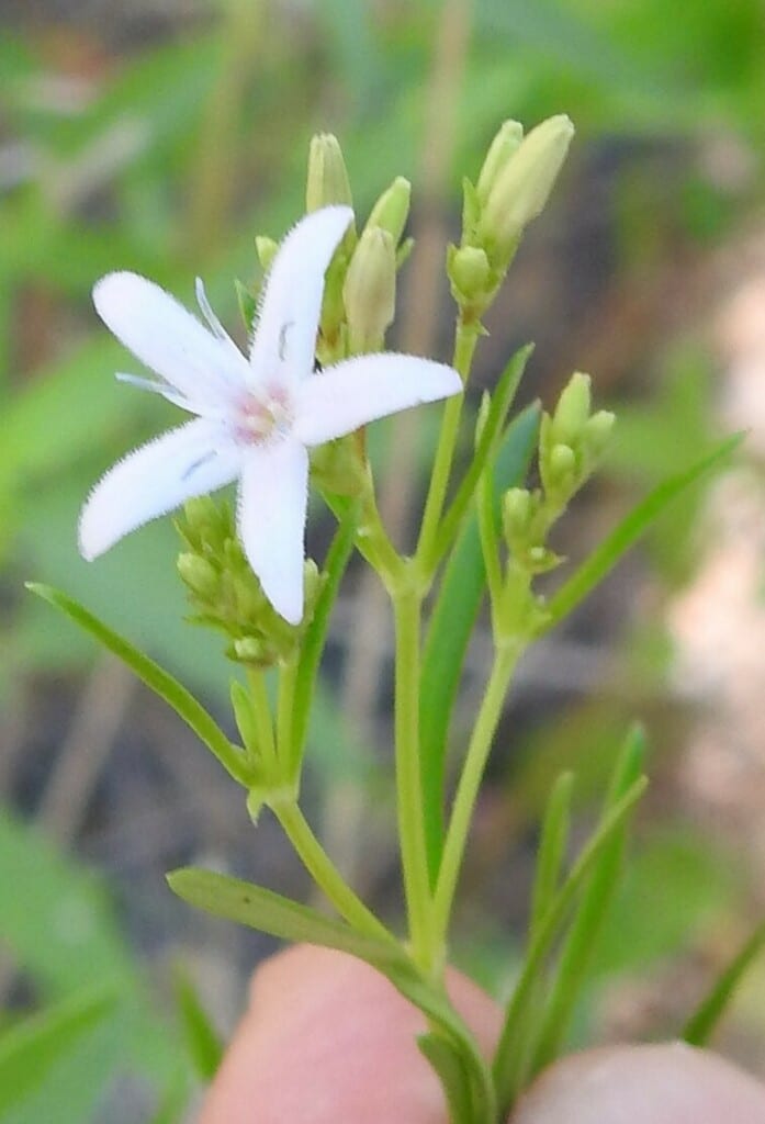 Diamondflowers (Stenaria nigricans var. nigricans)
