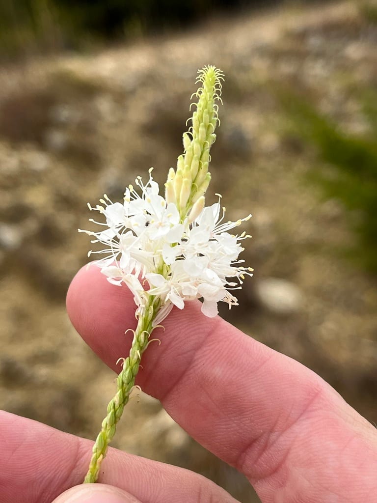 False gaura (Stenosiphon linifolius)