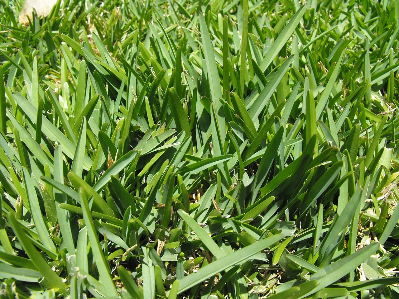 Carpet grass (Stenotaphrum secundatum)
