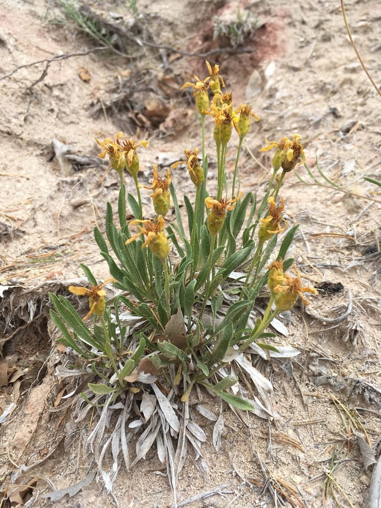 Thrift mock goldenweed (Stenotus armerioides var. armerioides)